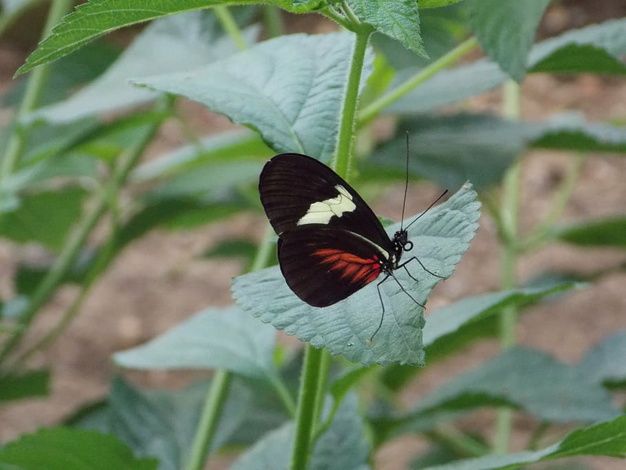 butterfly, leaves, close up, insect, invertebrate, animal wildlife HD wallpaper