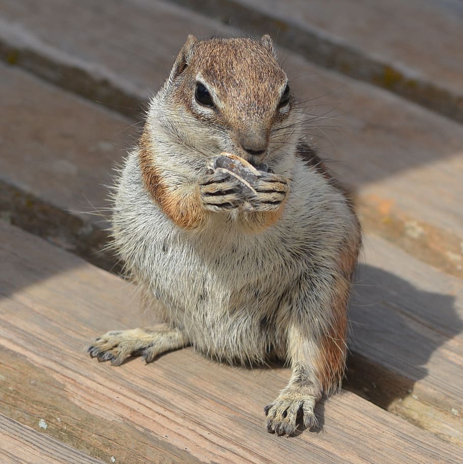 squirrel, ground squirrel, chipmunk, food, animal, rodent, cute HD wallpaper
