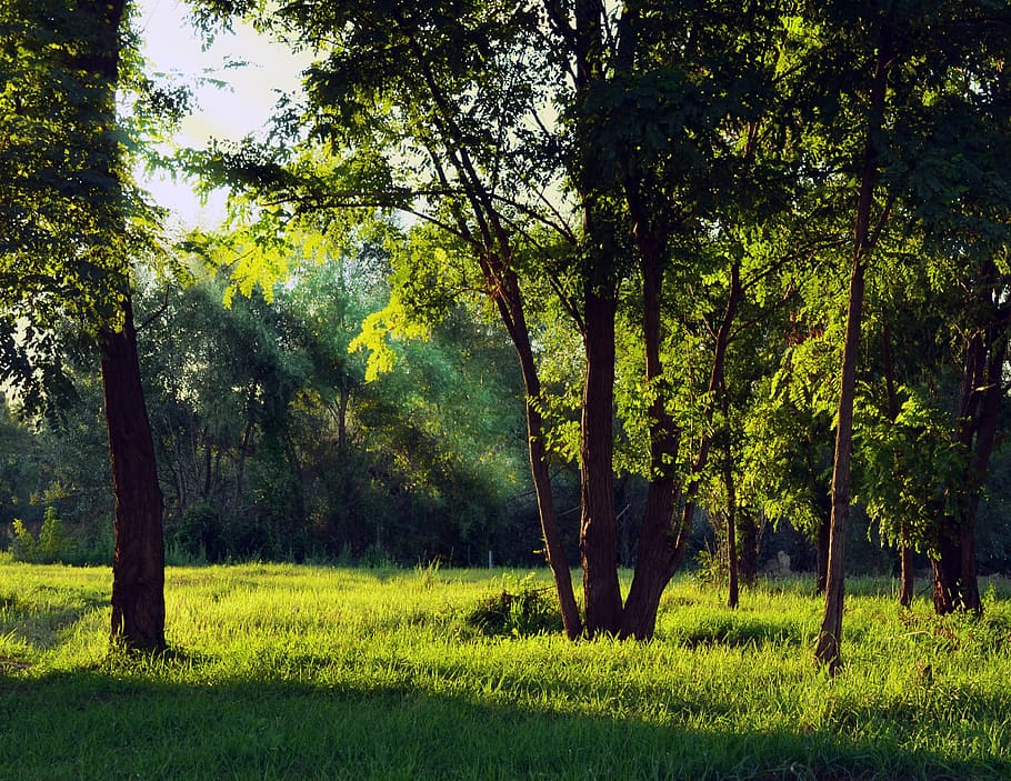 Green Forest Under White Sky during Daytime, countryside, environment HD wallpaper