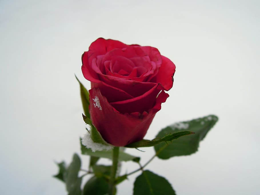 rose, red, flower, flowering plant, beauty in nature, petal HD wallpaper