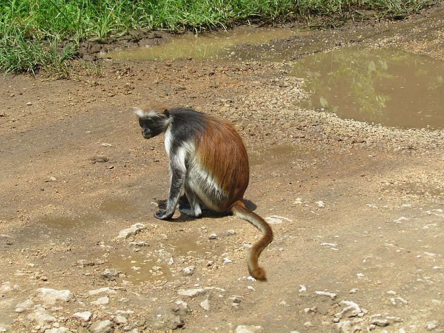 monkey, africa, nature, animal themes, one animal, mammal, vertebrate HD wallpaper