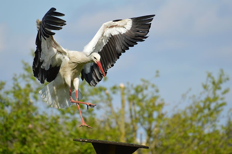 white and black bird fly on black metal stand during daytime HD wallpaper