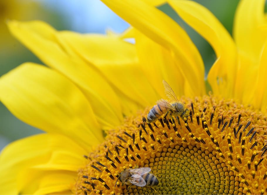 sunflower, wasps, yellow, flowering plant, fragility, growth HD wallpaper