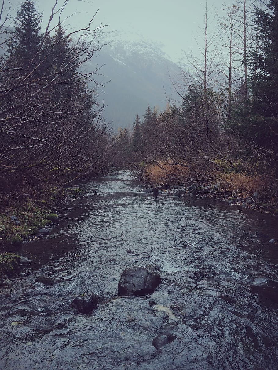 river beside bare trees at daytime, mountains, nature, landscape HD wallpaper