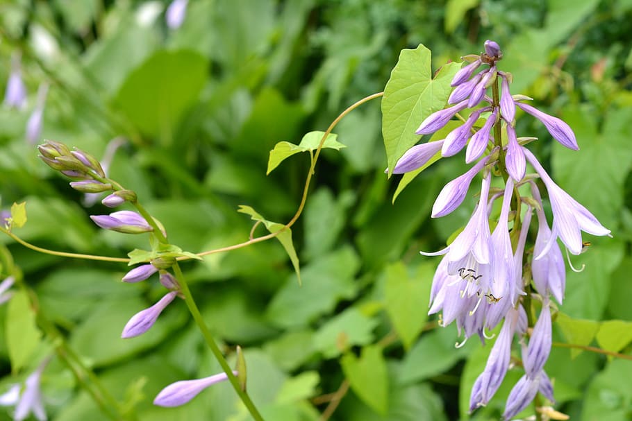 Hosta, Leaf, Studio, Flowers, hosta leaf, studio funkie, flourishing HD wallpaper