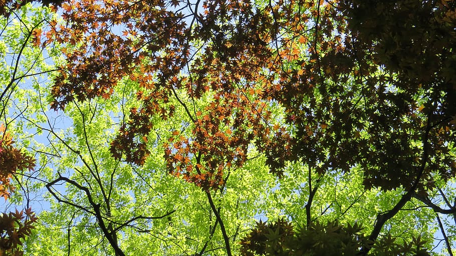 forest, sky, maple, plant, tree, growth, beauty in nature, low angle view HD wallpaper