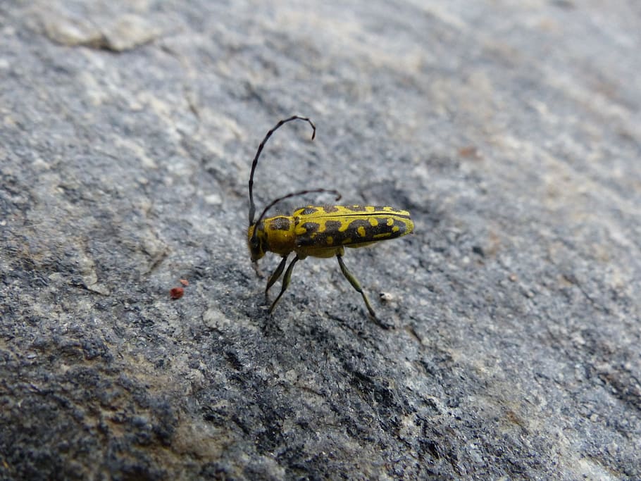 Beetle, Animal, Insect, Probe, longhorn beetle, head bock, saperda scalaris HD wallpaper