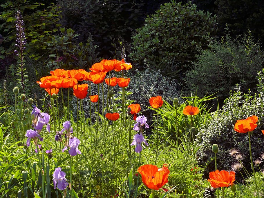 poppy, flower, spring, orange, garden, bloom, nature, plant HD wallpaper