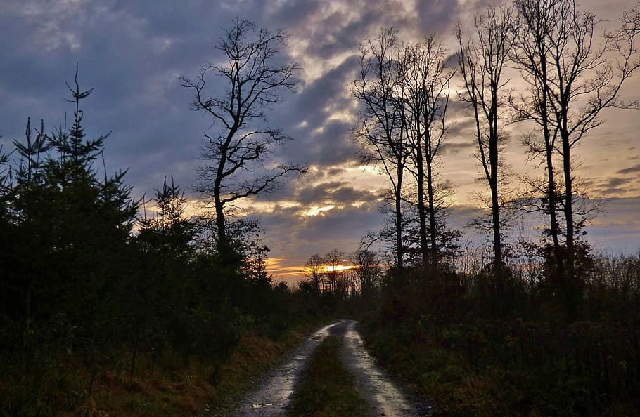 Forest, Path, Nature, Trees, Sunset, forest path, december HD wallpaper