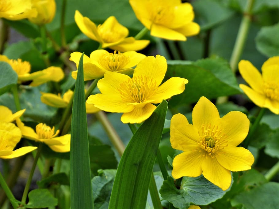 flowers, yellow, marsh marigold, renonculacée, flowering plant, HD wallpaper