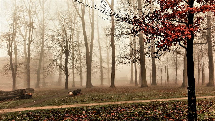 cold, january, nature, tree, fog, animal themes, autumn, plant HD wallpaper
