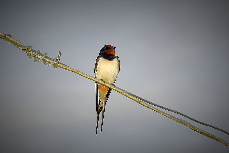 swallow, bird, rest, animal themes, vertebrate, animal wildlife HD wallpaper