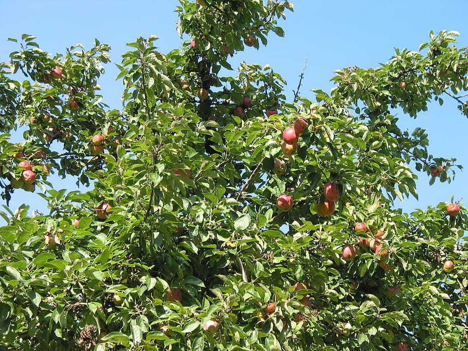 apple tree, crown, fruit, healthy eating, food and drink, growth HD wallpaper