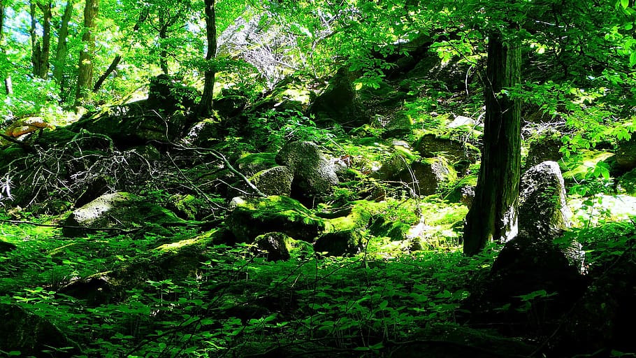 trees, vegetation, green, shrubs, branches, leaves, season HD wallpaper