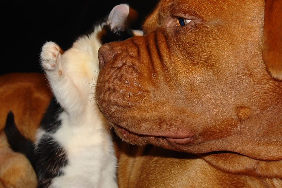 brown French mastiff dog beside short-fur white kitten, cat, dogue de bordeaux, HD wallpaper