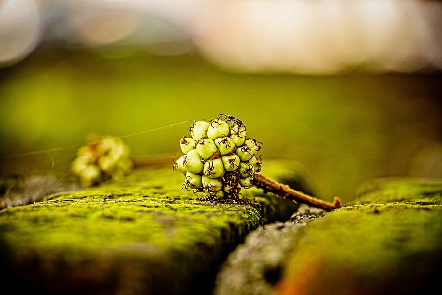 insect, urban, tree, bug, macro, dirt, nature, biology, tree fruit HD wallpaper