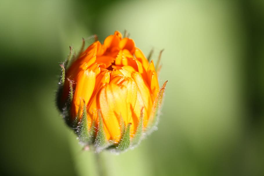Flower, Macro, Orange, spring, flowers, fragility, plant, petal HD wallpaper
