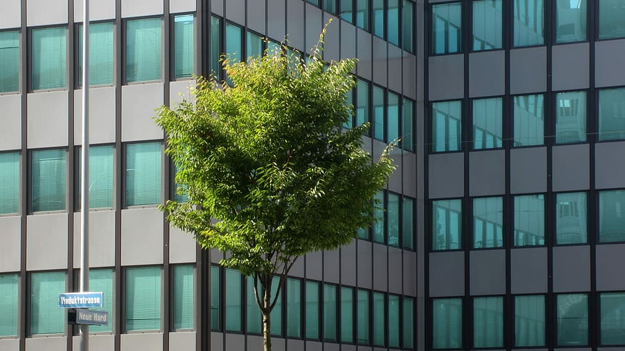 Tree, Green, Architecture, urban, building, city, building exterior HD wallpaper