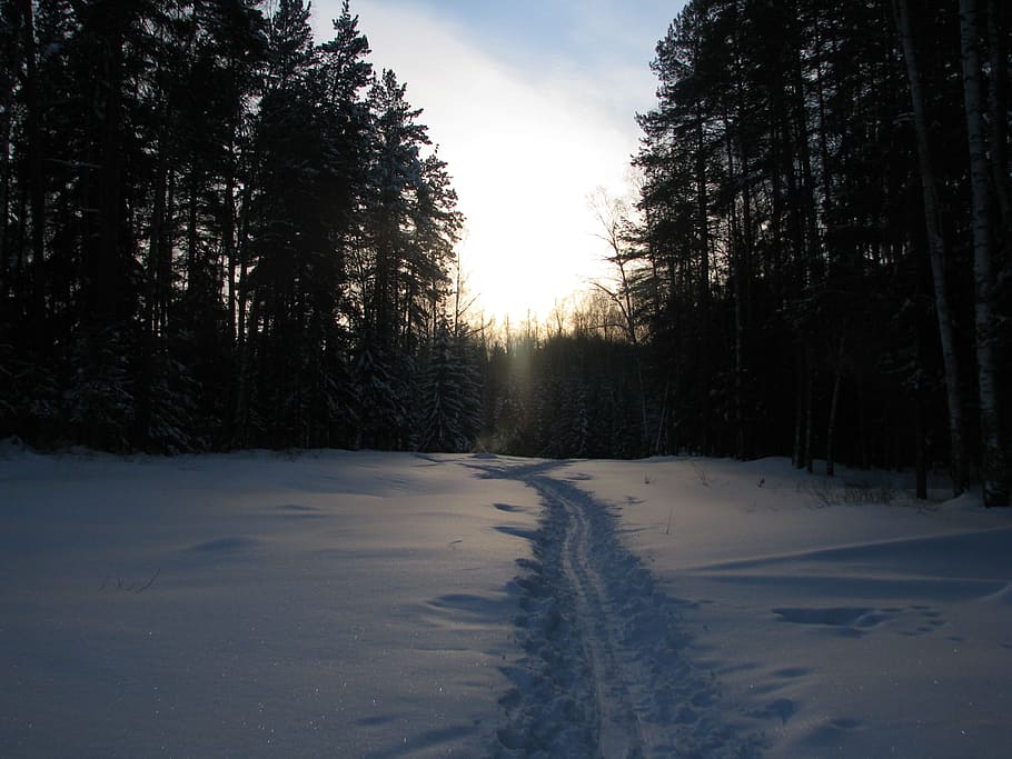winter, forest, trails, sky, winter forest, snow, pine, landscape HD wallpaper