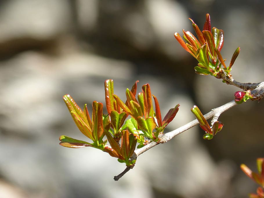 Branch, Outbreak, Spring, Sprout, bud tender, granada, nature HD wallpaper
