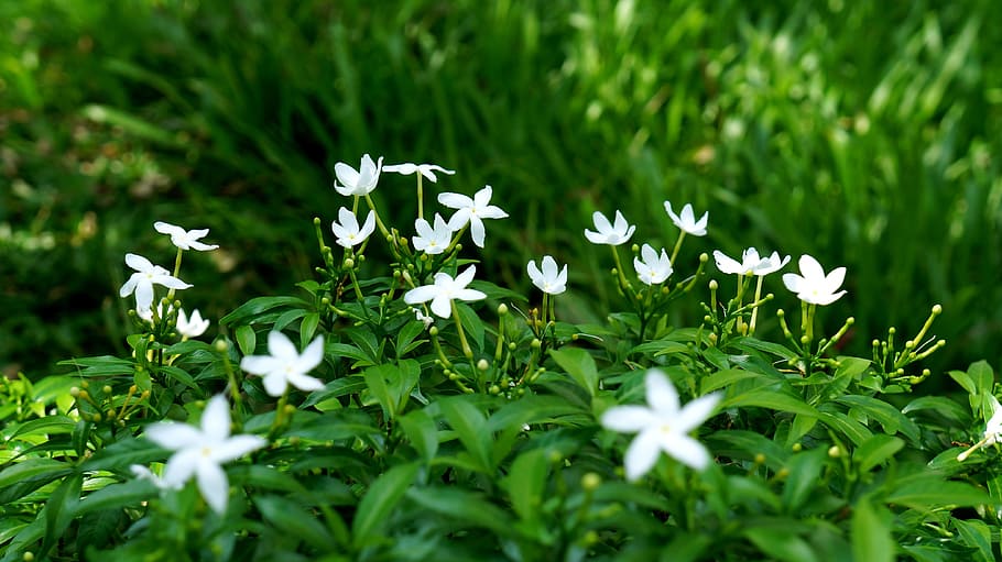 carpet white flowers, green, background, plant, flowering plant, HD wallpaper