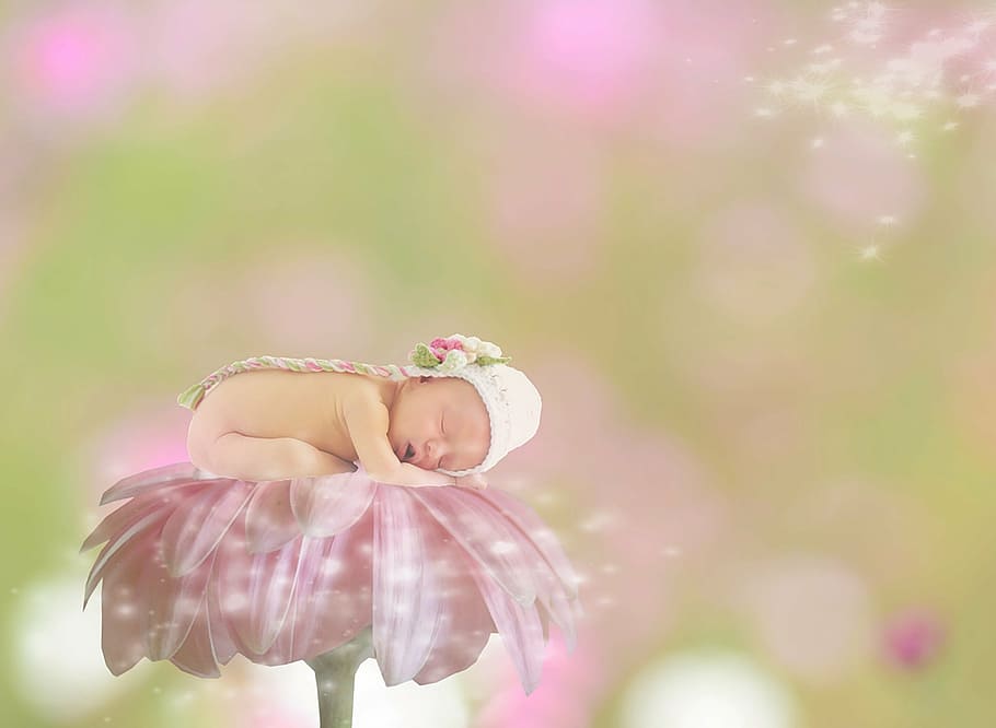 pink daisy flower with baby on top edited photo, gerbera, female, HD wallpaper