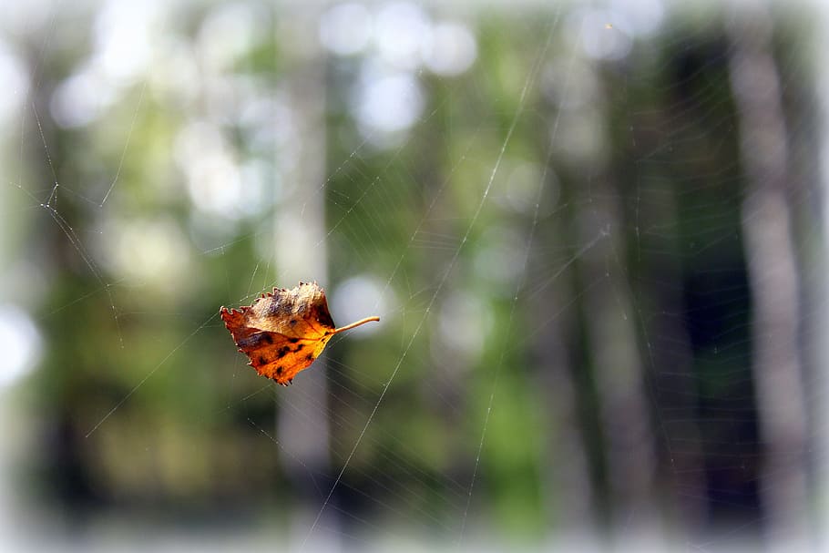 feather, forest, nature, vegetation, cobweb, yellow, fallen into network HD wallpaper