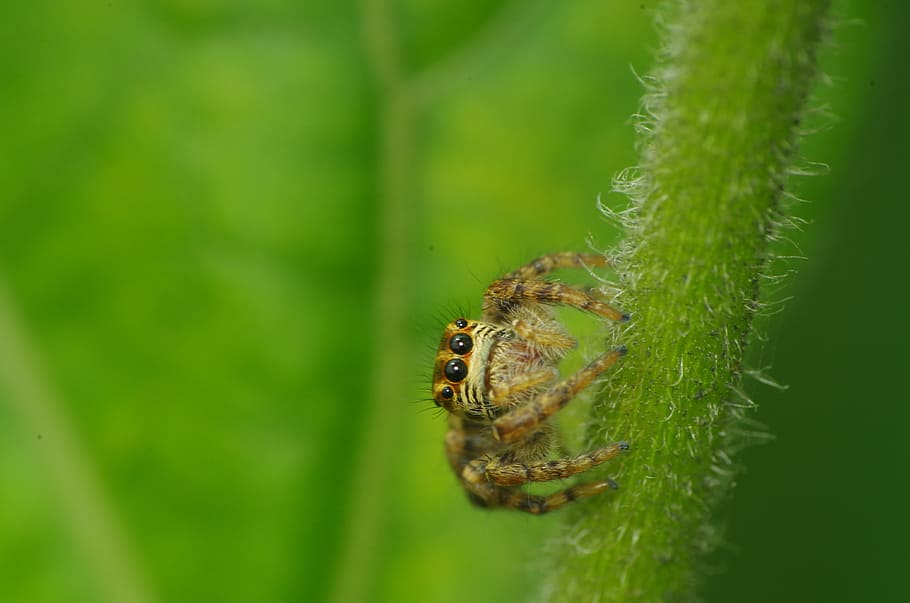 Spider, Jump, Macro, Insects, spider jump, nature, animal, close-up HD wallpaper