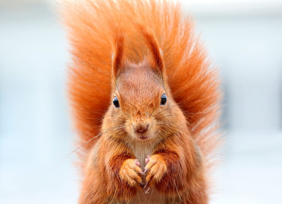 shallow focus of brown squirrel, animals, possierlich, nager HD wallpaper