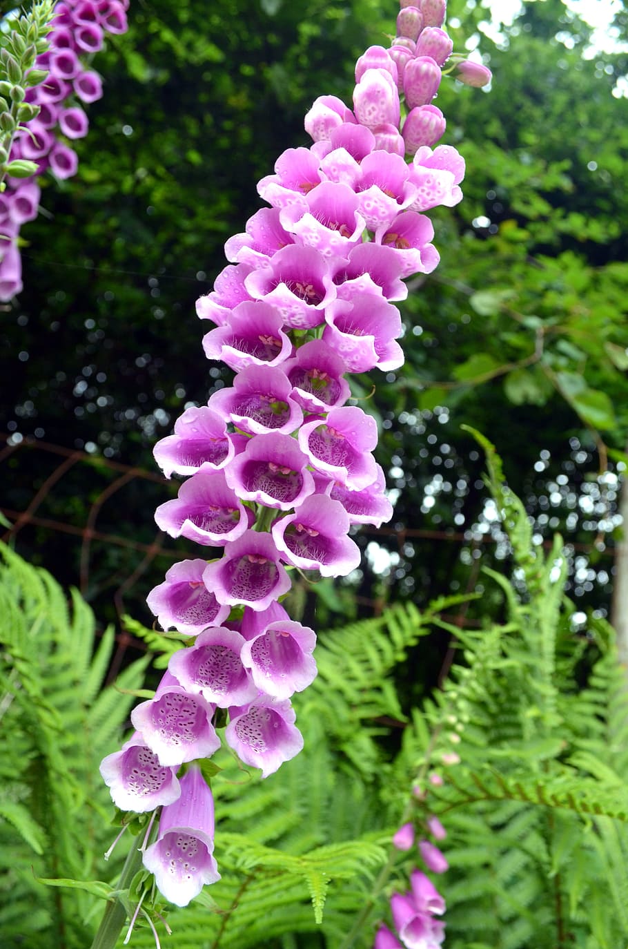 thimble, digitalis, flower, toxic, common foxglove, flowers HD wallpaper