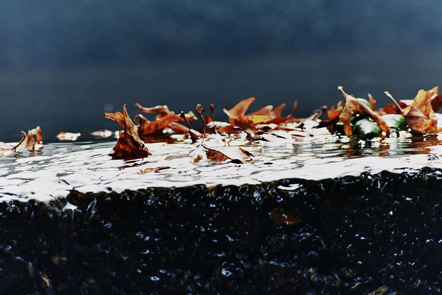 leaves on water, selective photo of dry leafs, macro, nature HD wallpaper