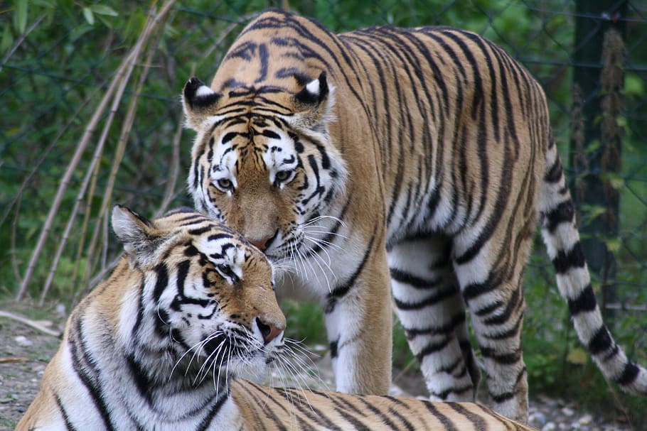 wildlife photography of two tigers, animals, predator, cat HD wallpaper