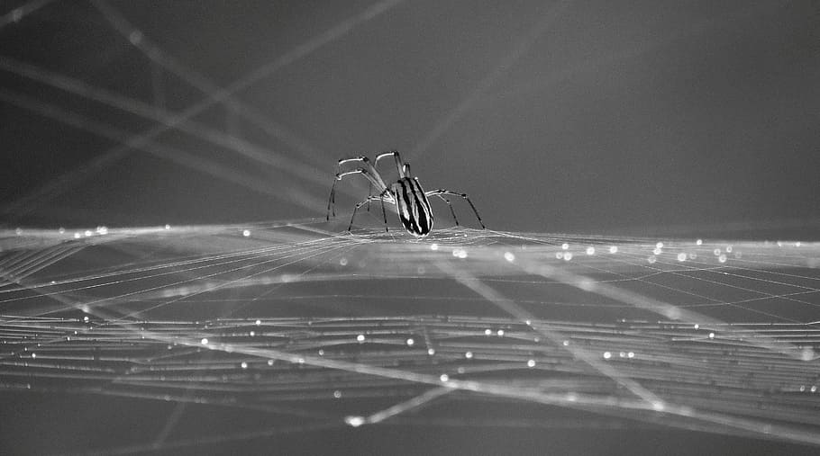black and white, insect, spider, web, armenia, architecture HD wallpaper