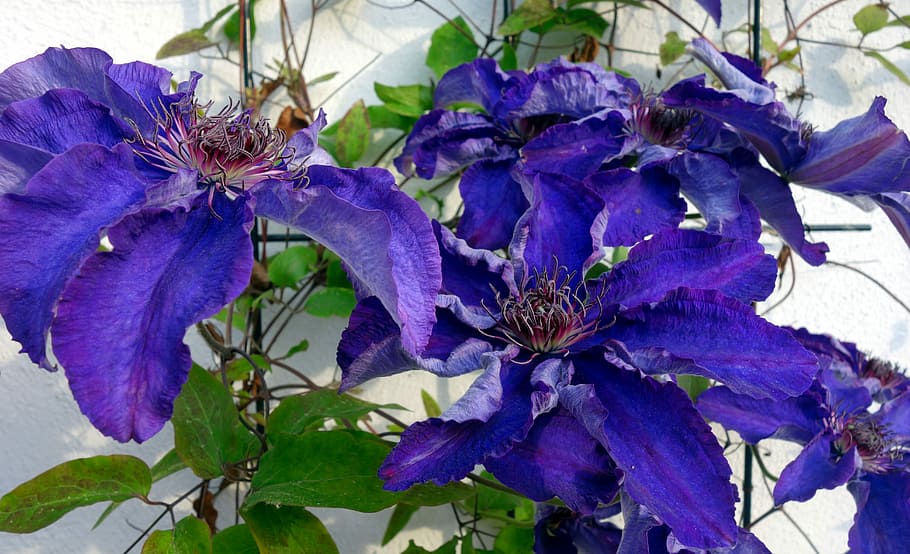 clematis, blossom, bloom, violet, flower, climber, garden plant HD wallpaper