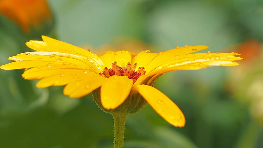 Shallow Photography of Yellow Petaled Flowers, bloom, blossom HD wallpaper