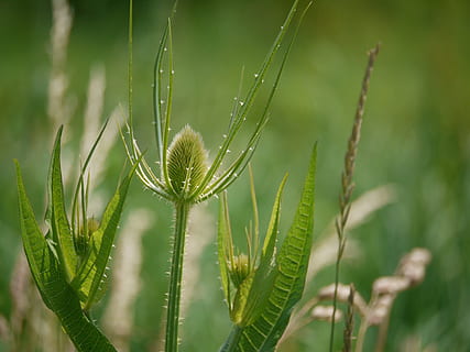 Thistle, Thorns, Wild Teasel, Plant, bud, grassland plants HD wallpaper