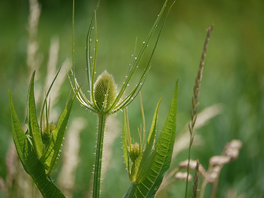 Thistle, Thorns, Wild Teasel, Plant, bud, grassland plants HD wallpaper