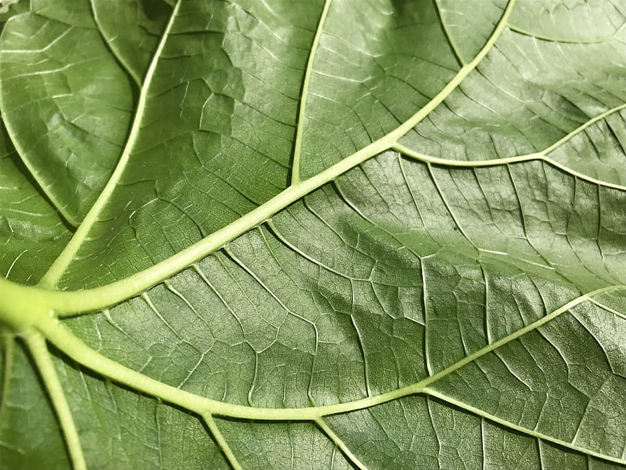 texture, green, leaf, plant, fresh, vein, pattern, nature, garden HD wallpaper