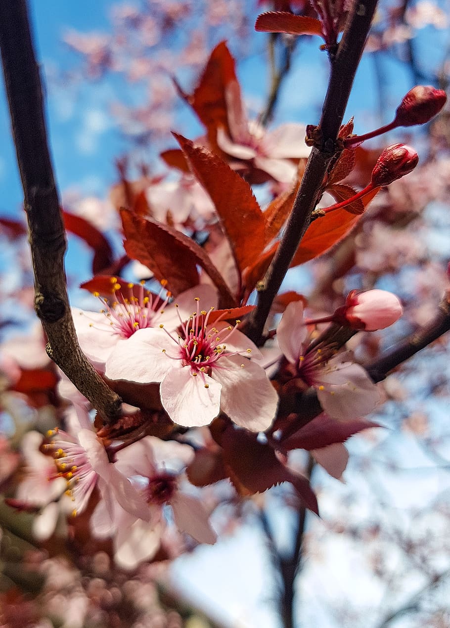 tree, branch, cherry, flower, flowering plant, freshness, growth HD wallpaper