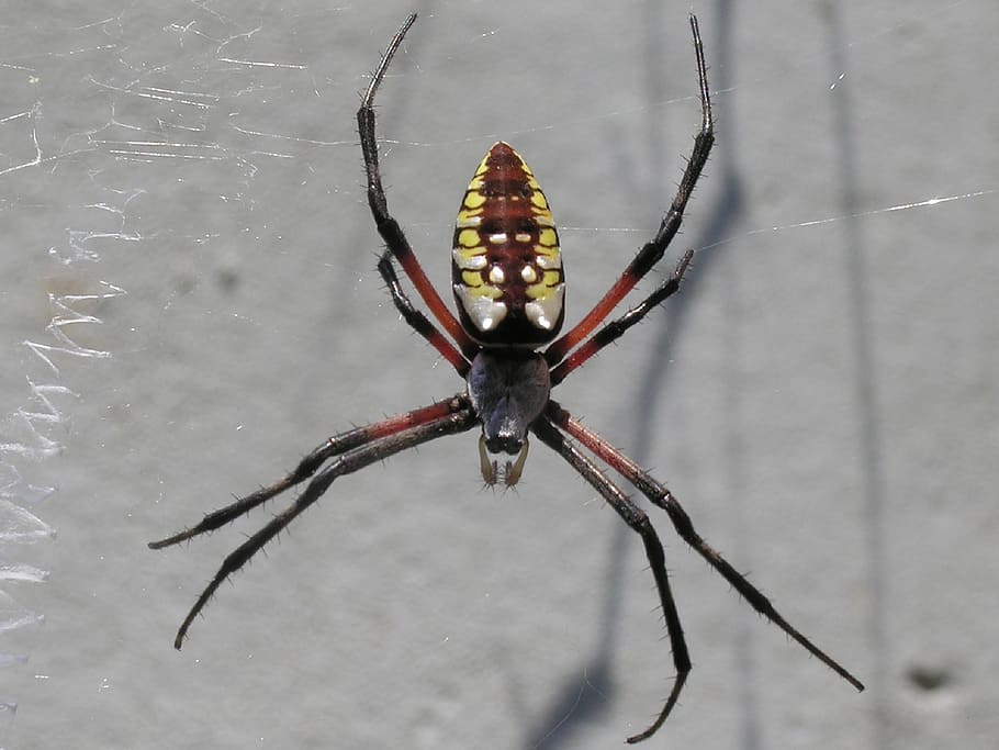 yellow garden spider, web, macro, insect, nature, spider web HD wallpaper