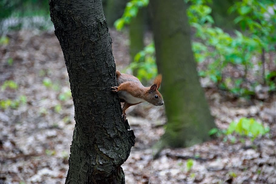 the squirrel, forest, nature, tree, animal, animal themes, one animal HD wallpaper