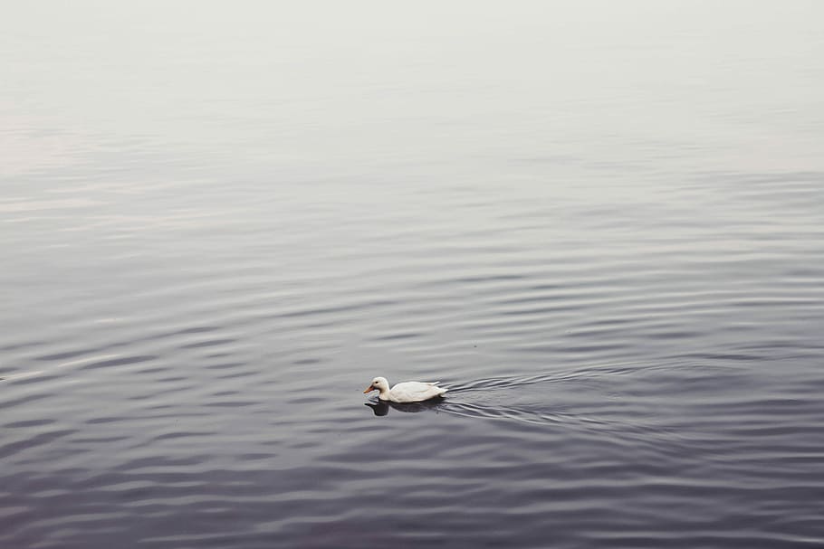 duck on bodies of water, birds, ducks, ganders, geese, gray, purple HD wallpaper