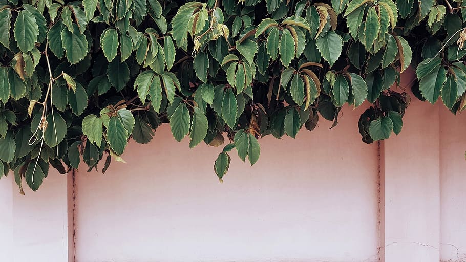 closeup photo of green leafed plant, weeping fig plant beside wall HD wallpaper