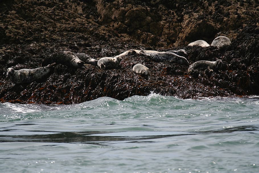 Seals, Rocks, animals in the wild, animal wildlife, animal themes HD wallpaper