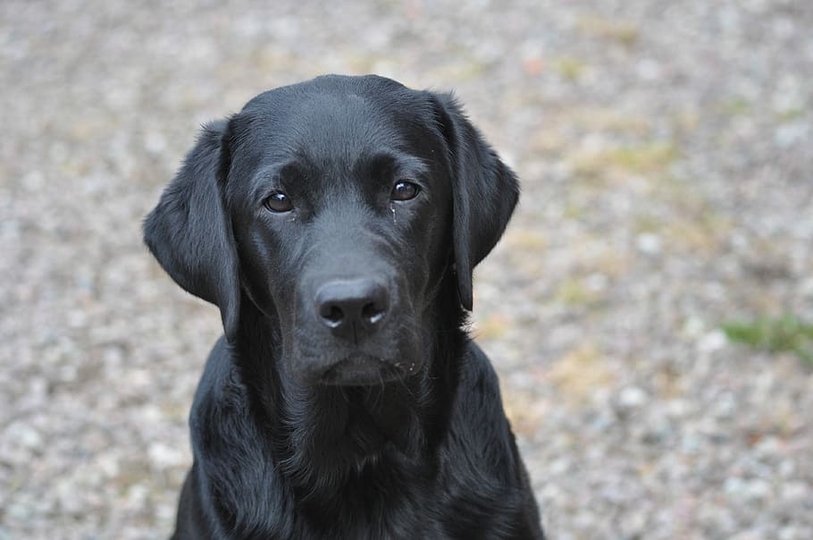 Labrador, Bitch, sitting, dog, pets, one animal, looking at camera HD wallpaper
