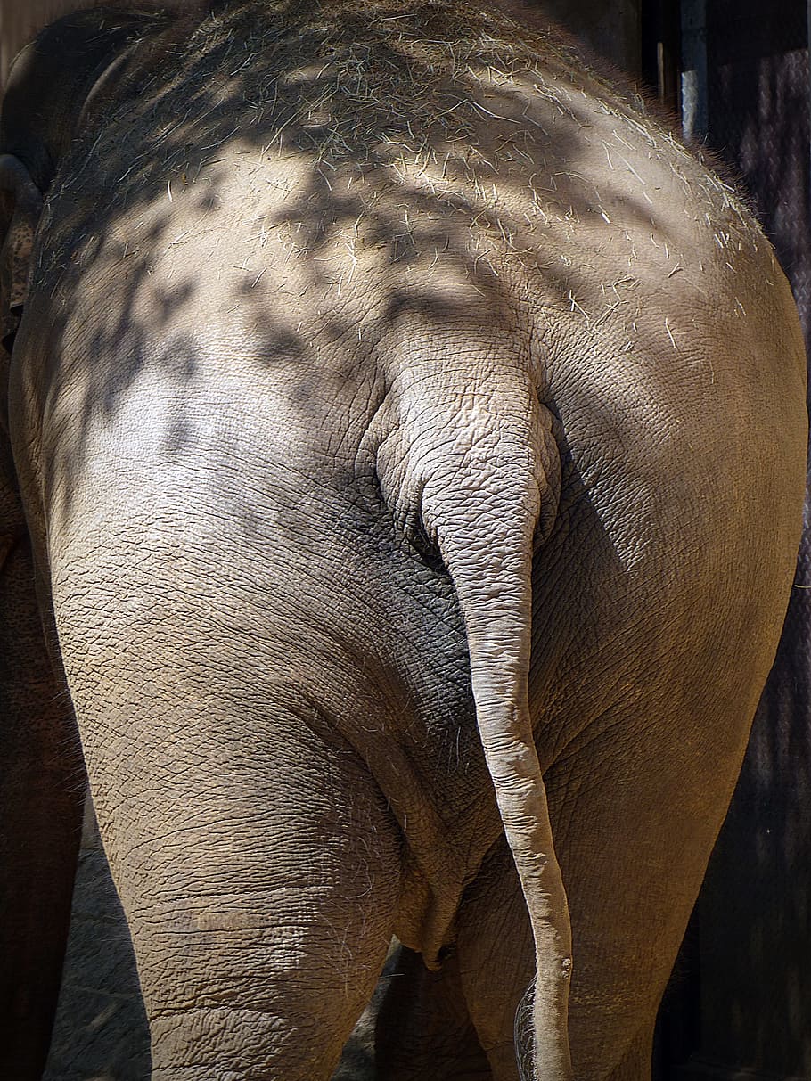 gray elephant, rump, pachyderm, light and shadow, from the rear, HD wallpaper