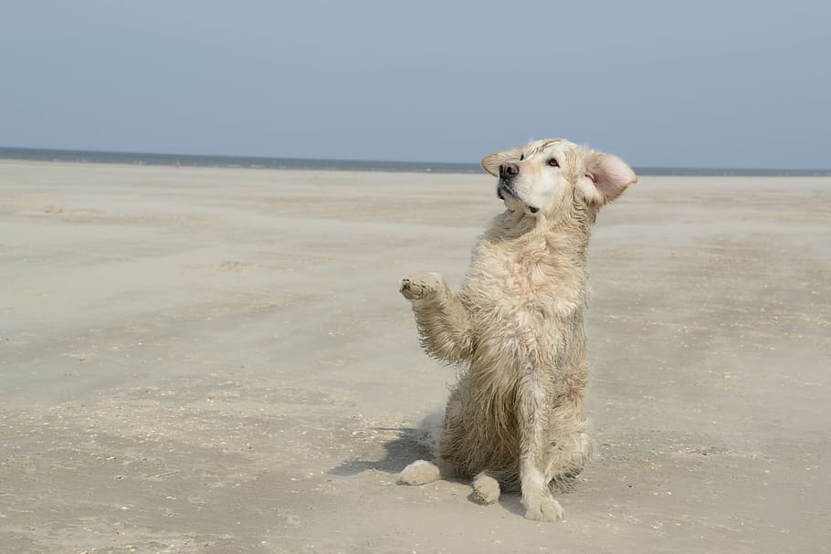 adult golden retriever on sand during daytime, dog, beach, pets
