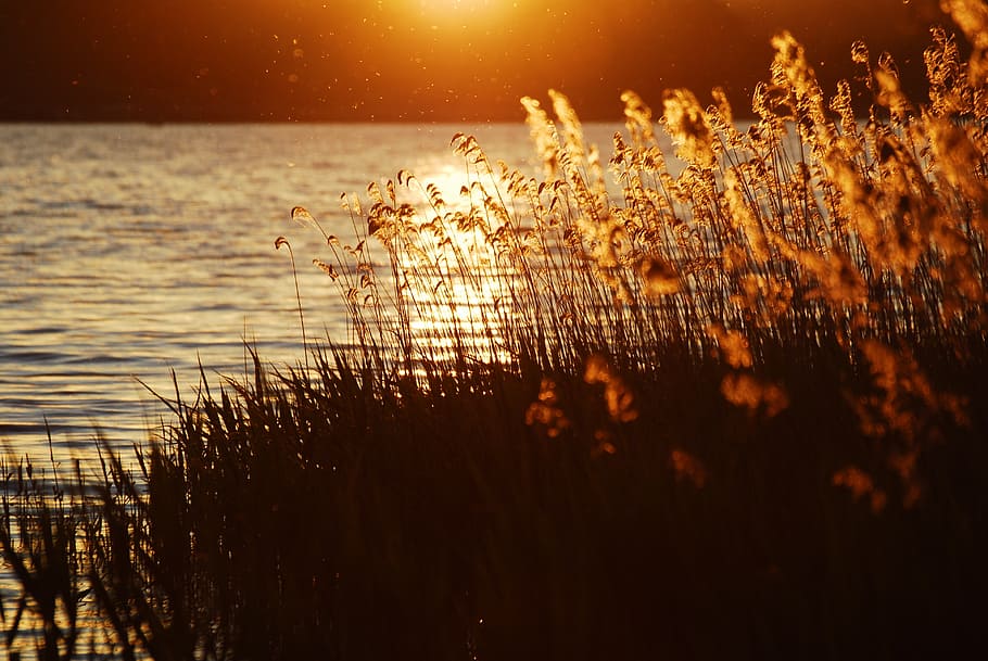 brown flower near body of water during golden hour, landscape