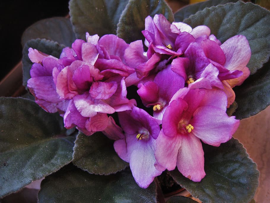 African Violets, Saintpaulia, Purple, flowering plant, houseplant, HD wallpaper