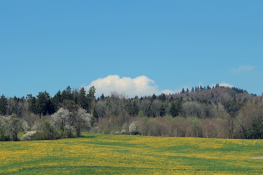 spring meadow, forest, grass, nature, landscape, sky, trees HD wallpaper